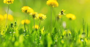 Just be sure to look for the use in flower beds right on the front label. Killing Common Garden Weeds Lovethegarden