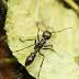 Bullet ant