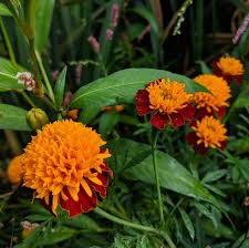 Image result for Tagetes erecta
