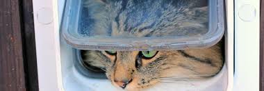 Anscheinend kommen menschen auf die idee, ihre katze in die waschmaschine zu stecken, das zu filmen, und das video dann ans fernsehen zu senden. Bereit Fur Die Grosse Weite Welt Tierwelt