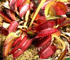 Image result for Drosera pilosa