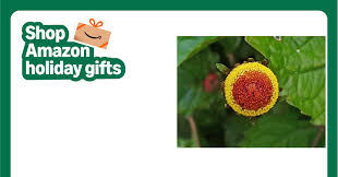 Image result for Acmella