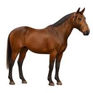 Horses for Sale and Horse Classifieds | Horseyard