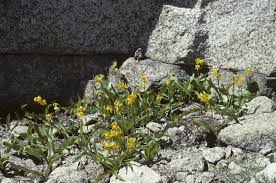 Image result for Eriospermum seineri