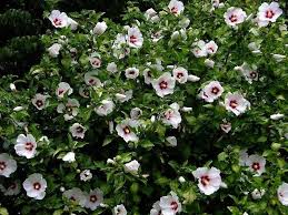 Check spelling or type a new query. Hibiscus Syriacus Red Heart Rose Of Sharon Shrub Cold Hardy Perennial Caribbeangardenseed
