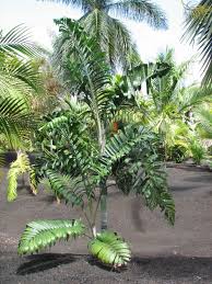 Image result for Danthoniopsis petiolata