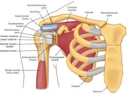 Normal anatomy, variants and checklist. Shoulder Pain With Yoga Adjust Your Downward Dog