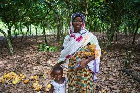 Children living in a cocoa producing village walk back from the fields carrying wood and food stuff on their millions of children. Eradicating Child Labor Forever Chocolate Program