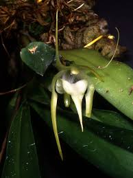 Image result for Aeranthes africana