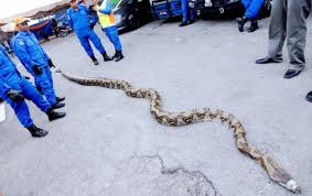 36 000 calories pour ne pas. Huit Metres De Long 250 Kilos Voici Le Plus Grand Serpent Du Monde Midilibre Fr