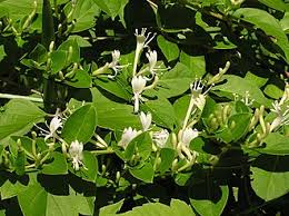 Image result for Lonicera confusa