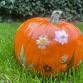 Mindful Pressed Flower Pumpkin Workshop event image