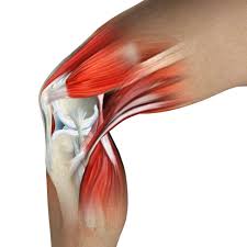 It runs down the middle of the thigh vastus medialis: What Is Causing Your Knee Pain