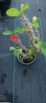Image result for Euphorbia