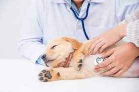 Jocelyn kemp, graduated from louisiana state university in 2007 with a doctorate of veterinary medicine. Emergency Pet Care Bluffton Sc Buckwalter Veterinary Clinic