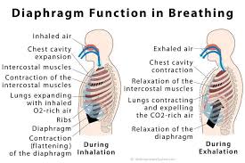 Unlock the benefits of deep breathing exercises. How Does The Diaphragm Work Brainly In
