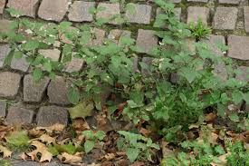 Image result for Solanum villosum