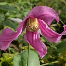 Image result for Clematis