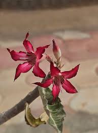 Image result for Hygrophila okavangensis