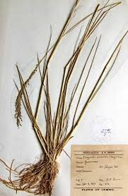 Image result for Eragrostis atrovirens