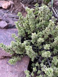 Image result for Coleus cylindraceus