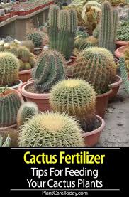 Additionally, some people drink the juice from. Cactus Fertilizer Encourage Healthy Growth Bright Colors And Flowering In Some Species Replenish Nutrients In So Cactus Plants Succulent Fertilizer Plants