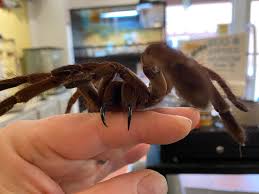 Image result for Tarantula Bite
