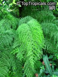 Image result for Asplenium emarginatum