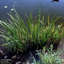 Image result for Culcasia falcifolia