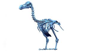 • 863 просмотра 2 месяца назад. World S Most Complete Dodo Skeleton Revealed With 3d Technology Natural History Museum