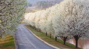 Throughout the summer, this tree has shiny green. Why Bradford Pears Are The Worst Tree Southern Living Youtube