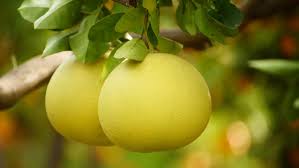 The pomelo, citrus maxima or citrus grandis, is the largest citrus fruit from the rutaceae family. The Real Difference Between Pomelos And Grapefruits