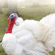 Murray Mcmurray Hatchery Giant White Turkeys