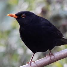 Check spelling or type a new query. Common Blackbird Species Upm Forest Life