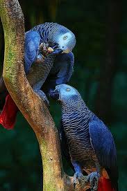 A Pair Of Stunning Blue Parrots Papaganlar Hayvanlar Kus
