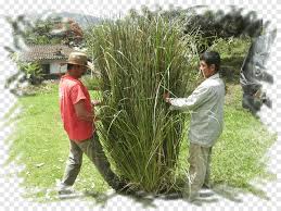 Image result for Diheteropogon
