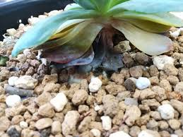 下葉が黄色くブヨブヨになって枯れ落ちる原因は 多肉植物 梅雨管理 エケベリア