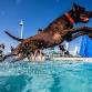 5th Annual Puppy Swim event image