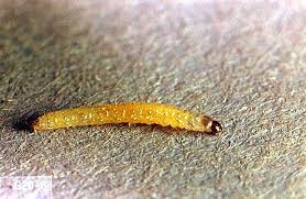 The cucumber (cucumis sativus) is a vegetable plant of the cucurbitaceae family, which also includes zucchinis, pumpkins, melons, etc. Potato Irish Cucumber Beetle Pacific Northwest Pest Management Handbooks