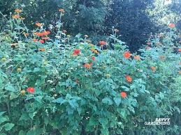 Image result for Tithonia