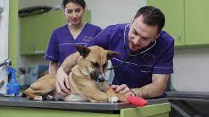 Our company offers a number of pet services. Best Pet Clinic In Johar Town Pets Clinic Lahore Pets Mall