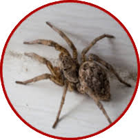 Michigan Spiders Can They Kill You May Group Realtors