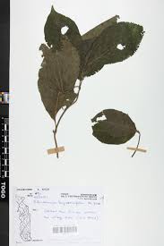 Image result for Sherbournia bignoniiflora