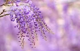Wisteria Bokeh Wallpaper Flower Wallpaper Wisteria