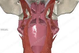 Image result for tonsilla palatina