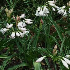 Image result for Crinum macowanii