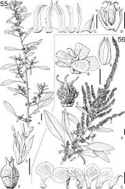 Image result for Amaranthus schinzianus