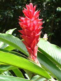 Sie sind ideal, wenn du ein spalier in deinem garten hast. 10 Exotische Pflanzen Ideen Pflanzen Exotische Pflanzen Exotische