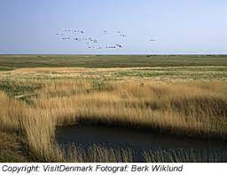 Im westen liegt die nordsee, im osten der kattegatt und im süden der limfjord. Natur In Jutland Landschaft Ostsee Nordsee Danemark Urlaub
