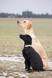 birchcreek labradors uber uns